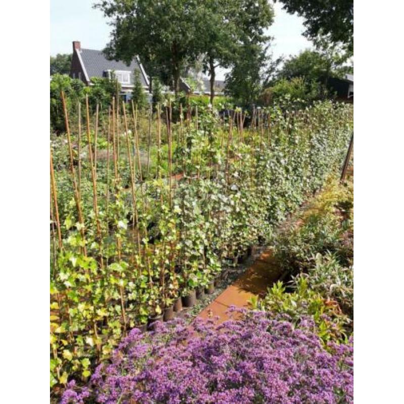 Vaste planten en grassen in diversen soorten