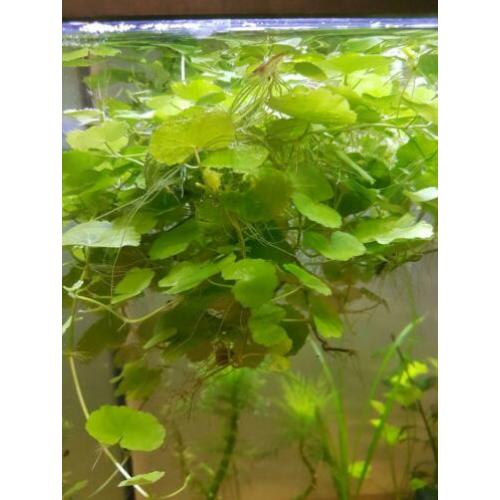 Aquariumplanten, Brazil. klimop, drijfplanten, sterrekruid