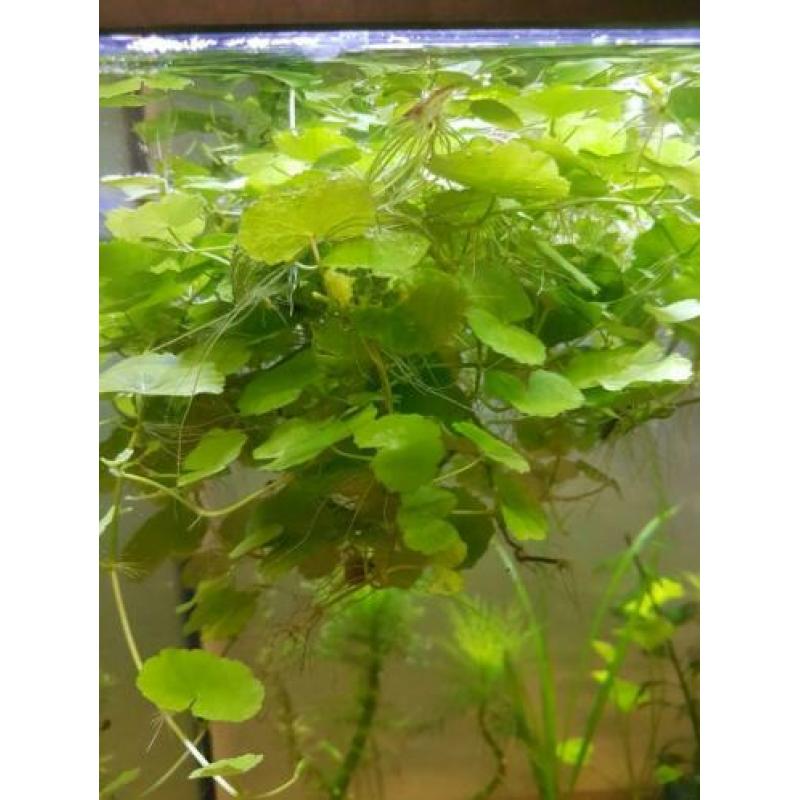 Aquariumplanten, Brazil. klimop, drijfplanten, sterrekruid