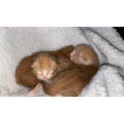 Noorseboskat kittens