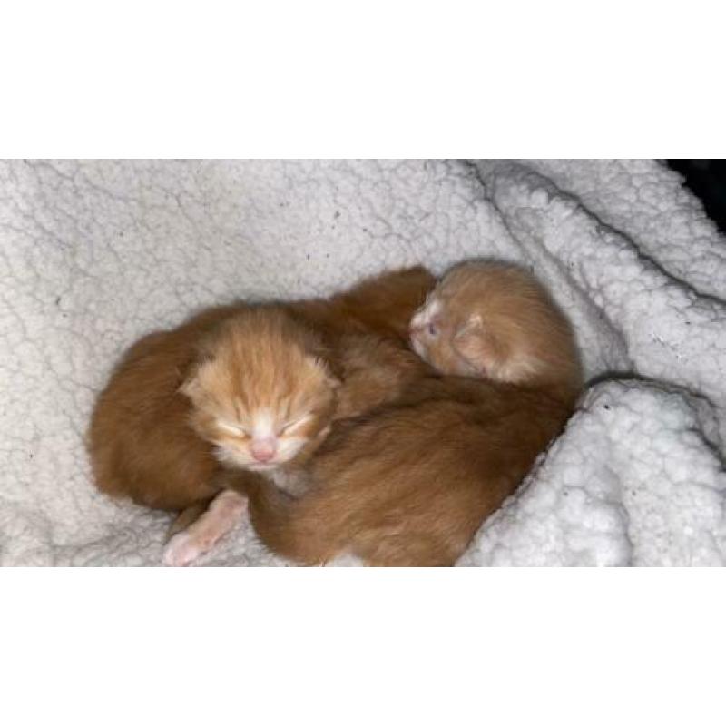 Noorseboskat kittens