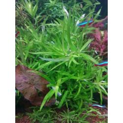 Aquariumplanten, Brazil. klimop, drijfplanten, sterrekruid