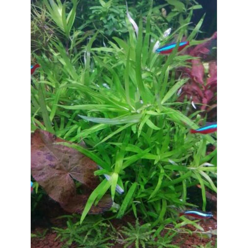 Aquariumplanten, Brazil. klimop, drijfplanten, sterrekruid