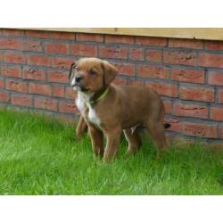 Mooie kruizing pups zijn opzoek naar een nieuw baasje