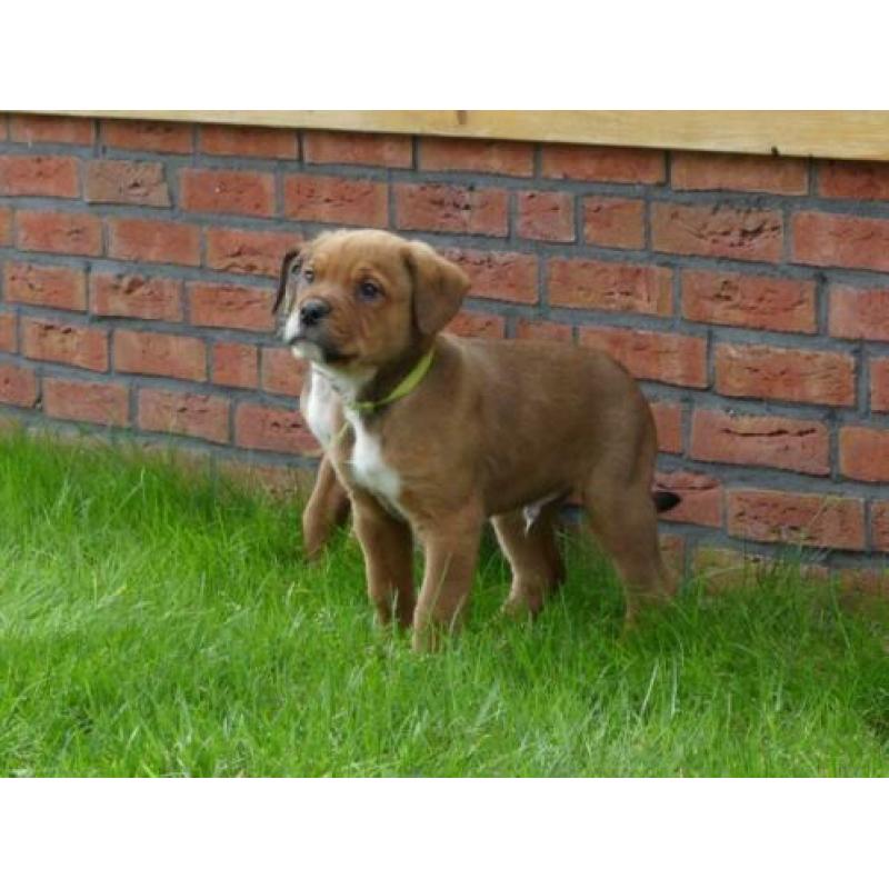 Mooie kruizing pups zijn opzoek naar een nieuw baasje
