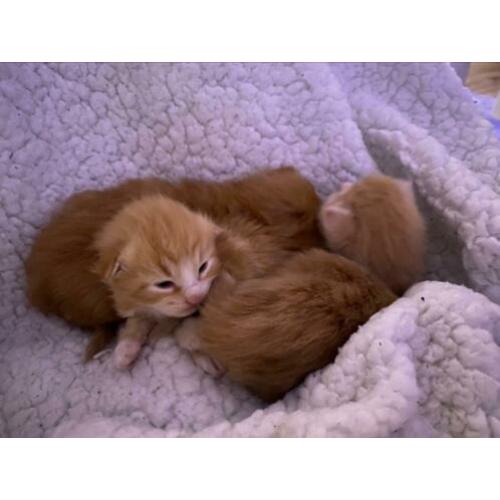 Noorseboskat kittens