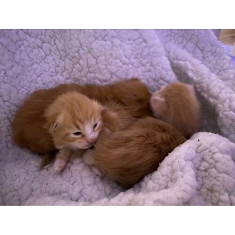 Noorseboskat kittens