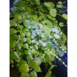 Aquariumplanten, Brazil. klimop, drijfplanten, sterrekruid