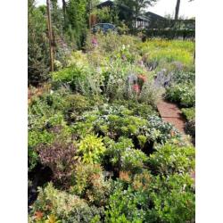 Vaste planten en grassen in diversen soorten