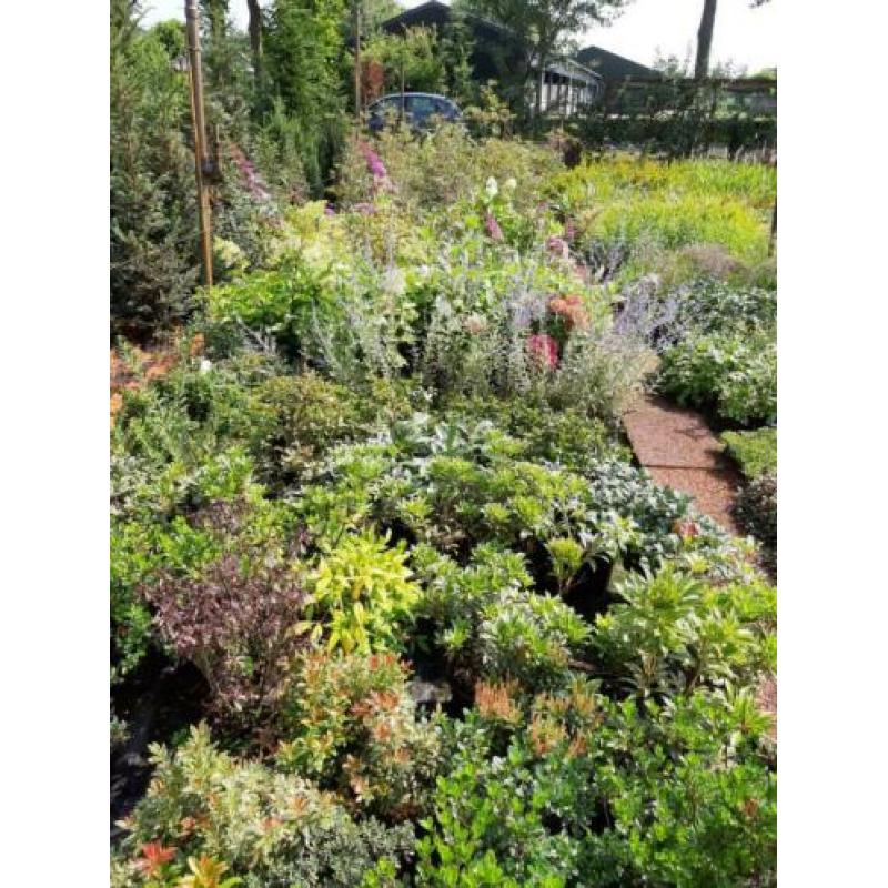 Vaste planten en grassen in diversen soorten
