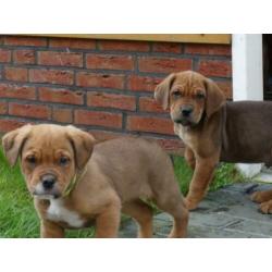 Mooie kruizing pups zijn opzoek naar een nieuw baasje