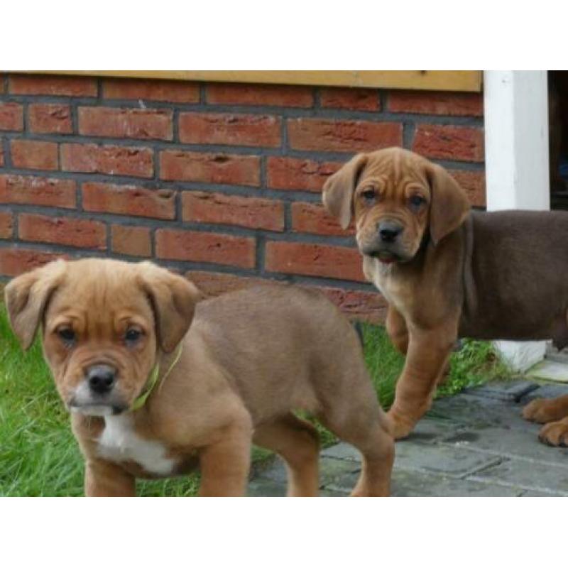 Mooie kruizing pups zijn opzoek naar een nieuw baasje