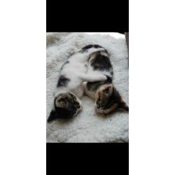 Adopteer u ons? 2 lieve katten op zoek naar nieuw huisje!
