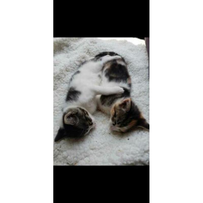 Adopteer u ons? 2 lieve katten op zoek naar nieuw huisje!