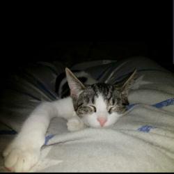 Adopteer u ons? 2 lieve katten op zoek naar nieuw huisje!