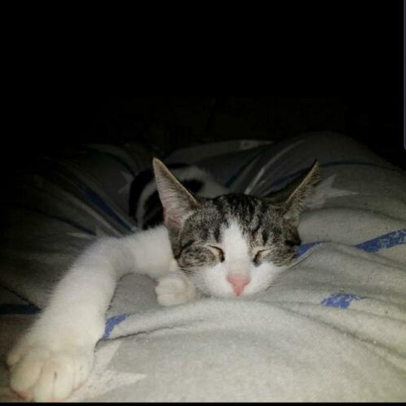 Adopteer u ons? 2 lieve katten op zoek naar nieuw huisje!