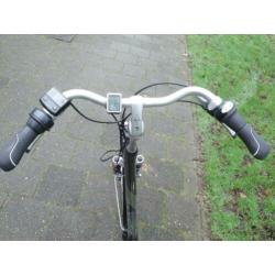 dames Gazelle