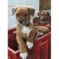 Mooie kruizing pups zijn opzoek naar een nieuw baasje