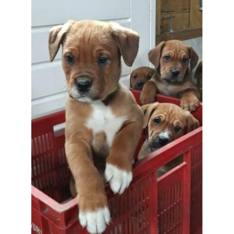 Mooie kruizing pups zijn opzoek naar een nieuw baasje
