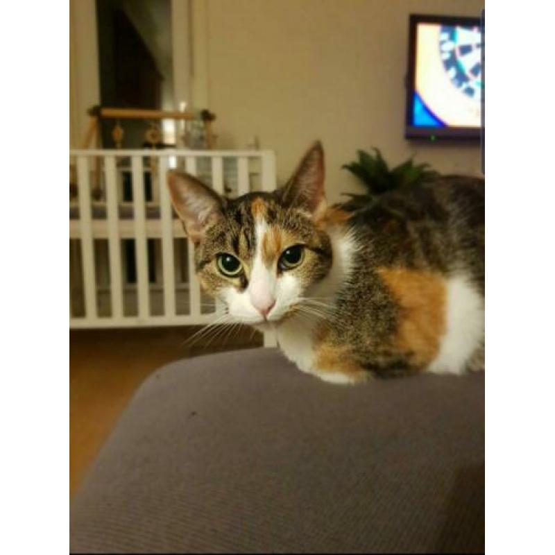 Adopteer u ons? 2 lieve katten op zoek naar nieuw huisje!