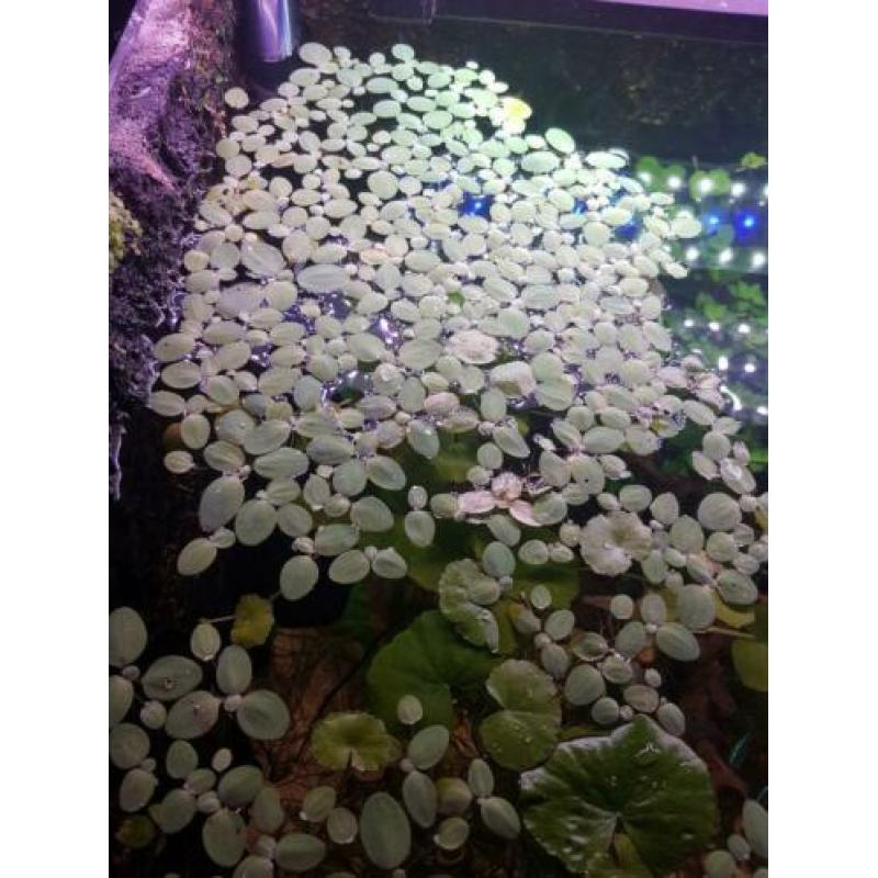 Aquariumplanten, Brazil. klimop, drijfplanten, sterrekruid