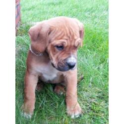 Mooie kruizing pups zijn opzoek naar een nieuw baasje