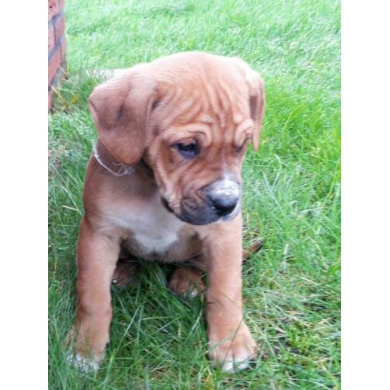 Mooie kruizing pups zijn opzoek naar een nieuw baasje