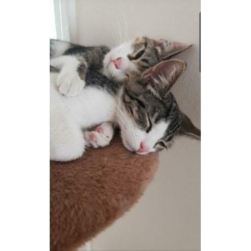 Adopteer u ons? 2 lieve katten op zoek naar nieuw huisje!