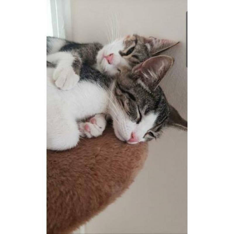 Adopteer u ons? 2 lieve katten op zoek naar nieuw huisje!