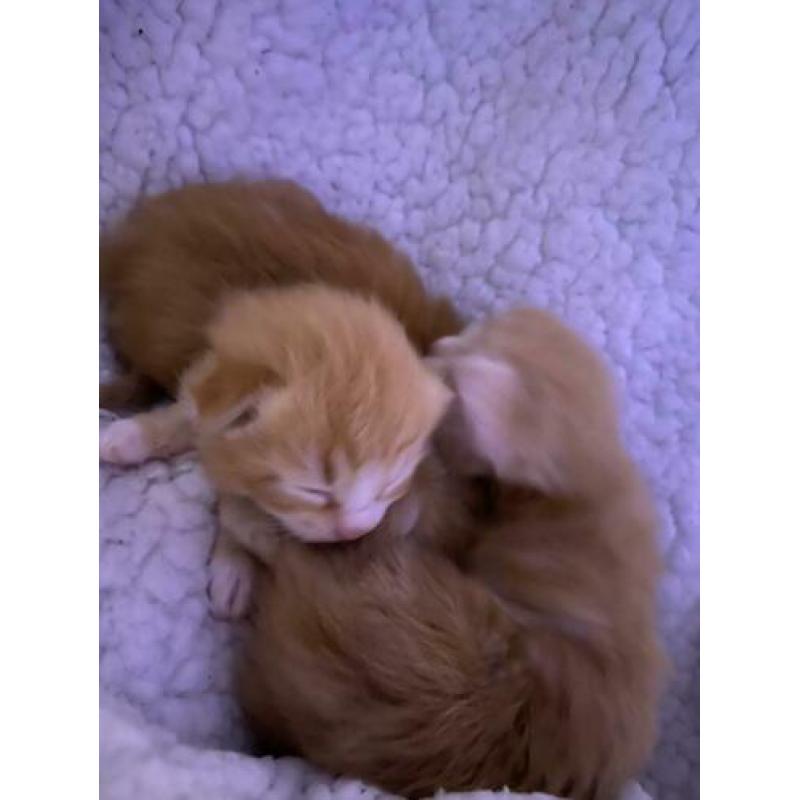 Noorseboskat kittens