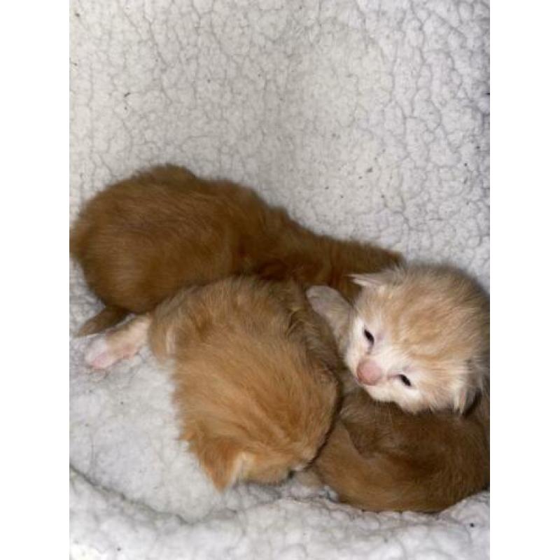 Noorseboskat kittens