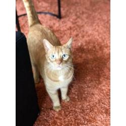 2 Arubaanse katten, geweldige muizenvangers