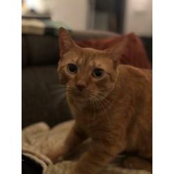 2 Arubaanse katten, geweldige muizenvangers