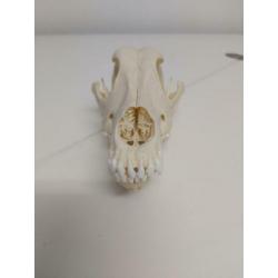 Schedel Hond (Canis Lupus Familiaris)