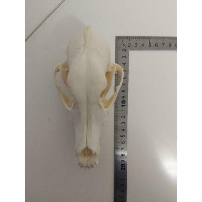 Schedel Hond (Canis Lupus Familiaris)