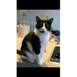 2 Arubaanse katten, geweldige muizenvangers