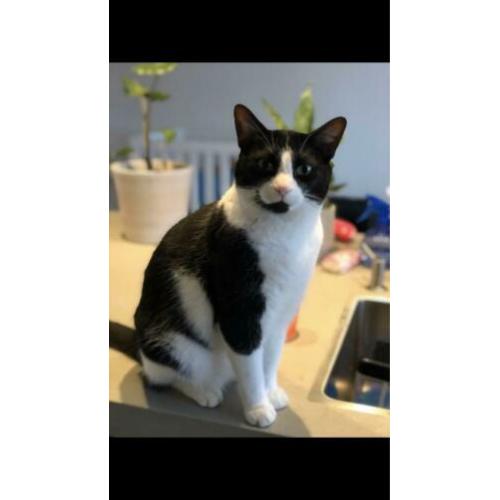 2 Arubaanse katten, geweldige muizenvangers