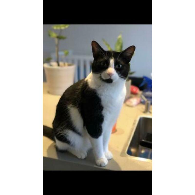 2 Arubaanse katten, geweldige muizenvangers
