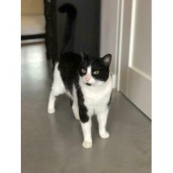 2 Arubaanse katten, geweldige muizenvangers