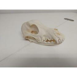 Schedel Hond (Canis Lupus Familiaris)