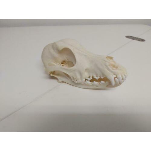 Schedel Hond (Canis Lupus Familiaris)