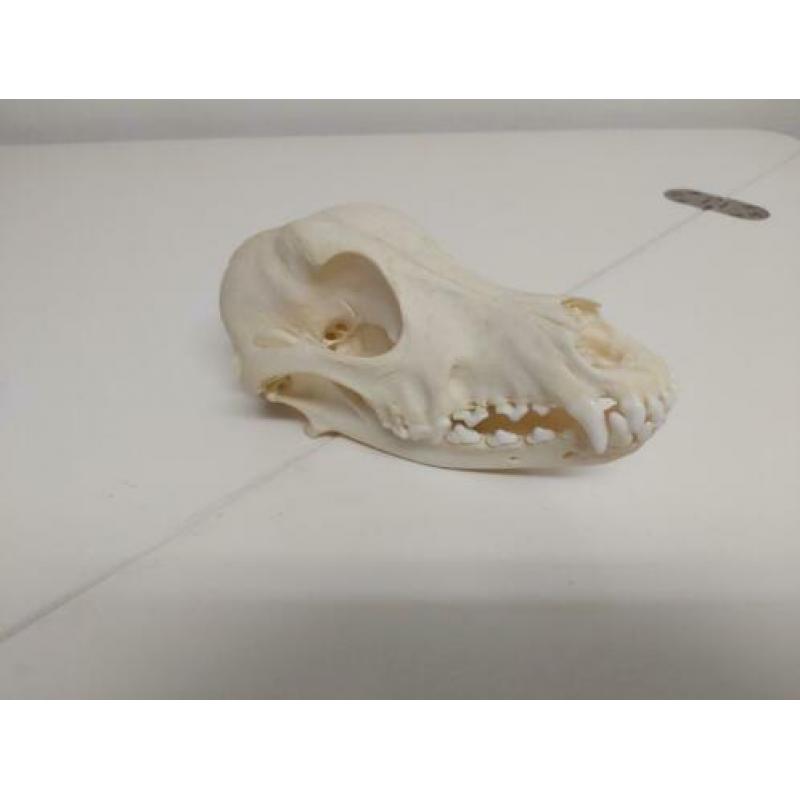 Schedel Hond (Canis Lupus Familiaris)