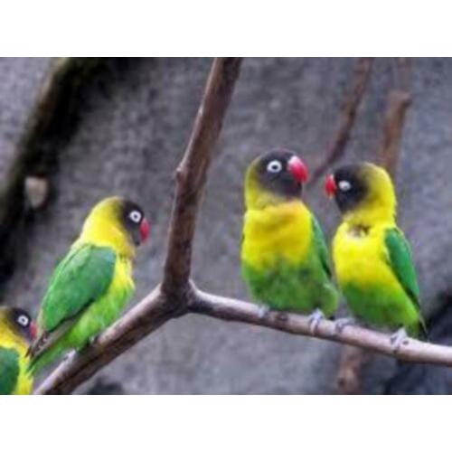 Copy of koppels en losse Agapornis personata