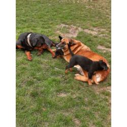 Mechels herder x Rottweiler pups van de boerderij