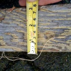 Mast hout