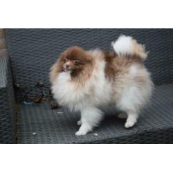Pomeranian pomeriaan teefje 9 maanden super mooi
