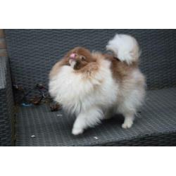 Pomeranian pomeriaan teefje 9 maanden super mooi