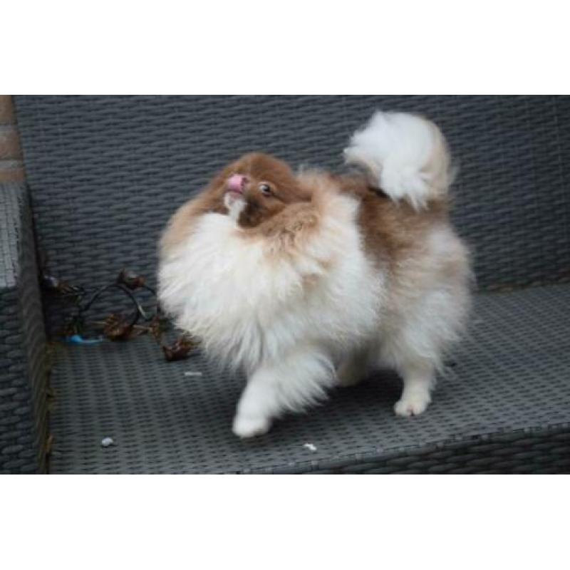 Pomeranian pomeriaan teefje 9 maanden super mooi