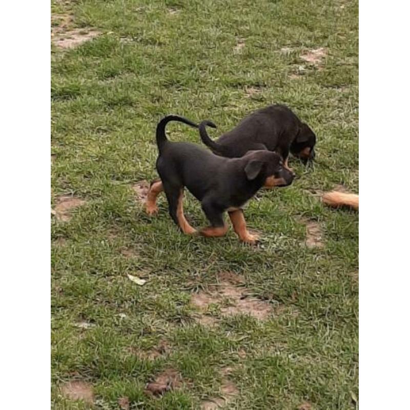 Mechels herder x Rottweiler pups van de boerderij