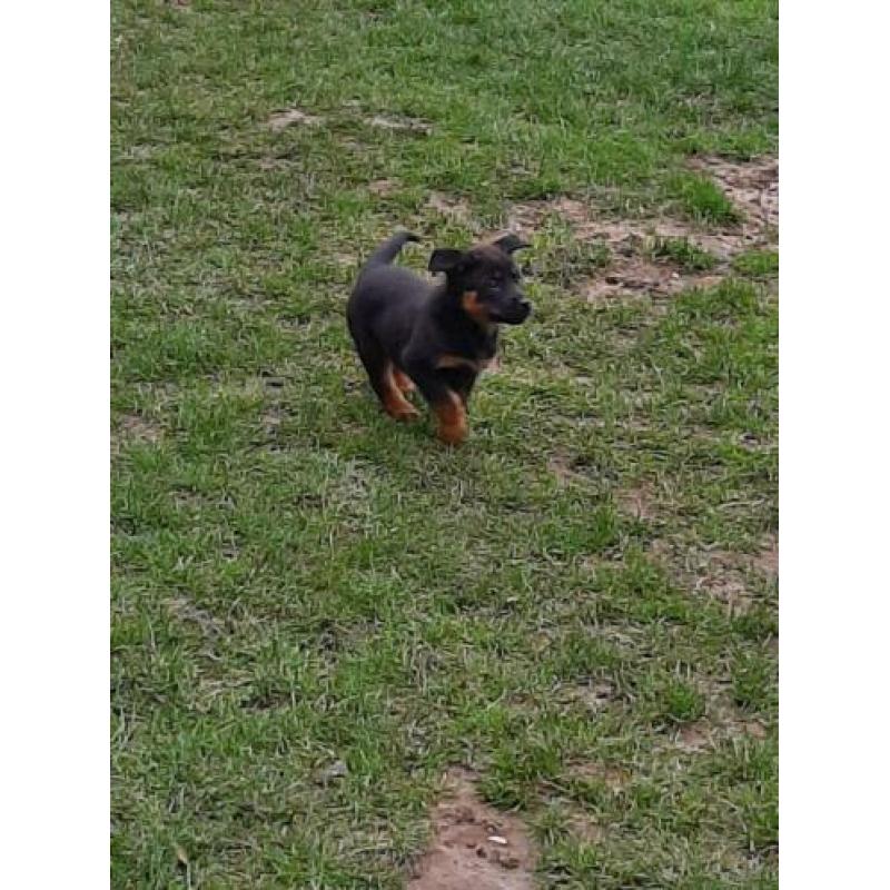 Mechels herder x Rottweiler pups van de boerderij